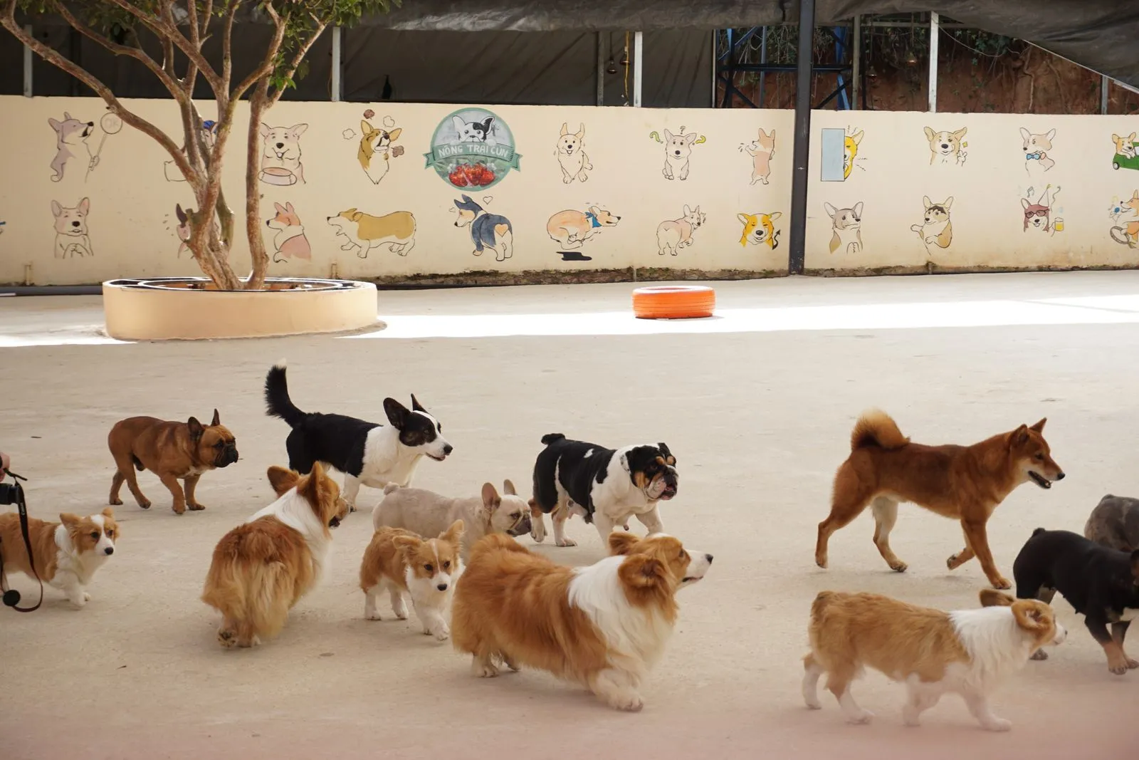 Is Outdoor Daycare Right for Your Dog?