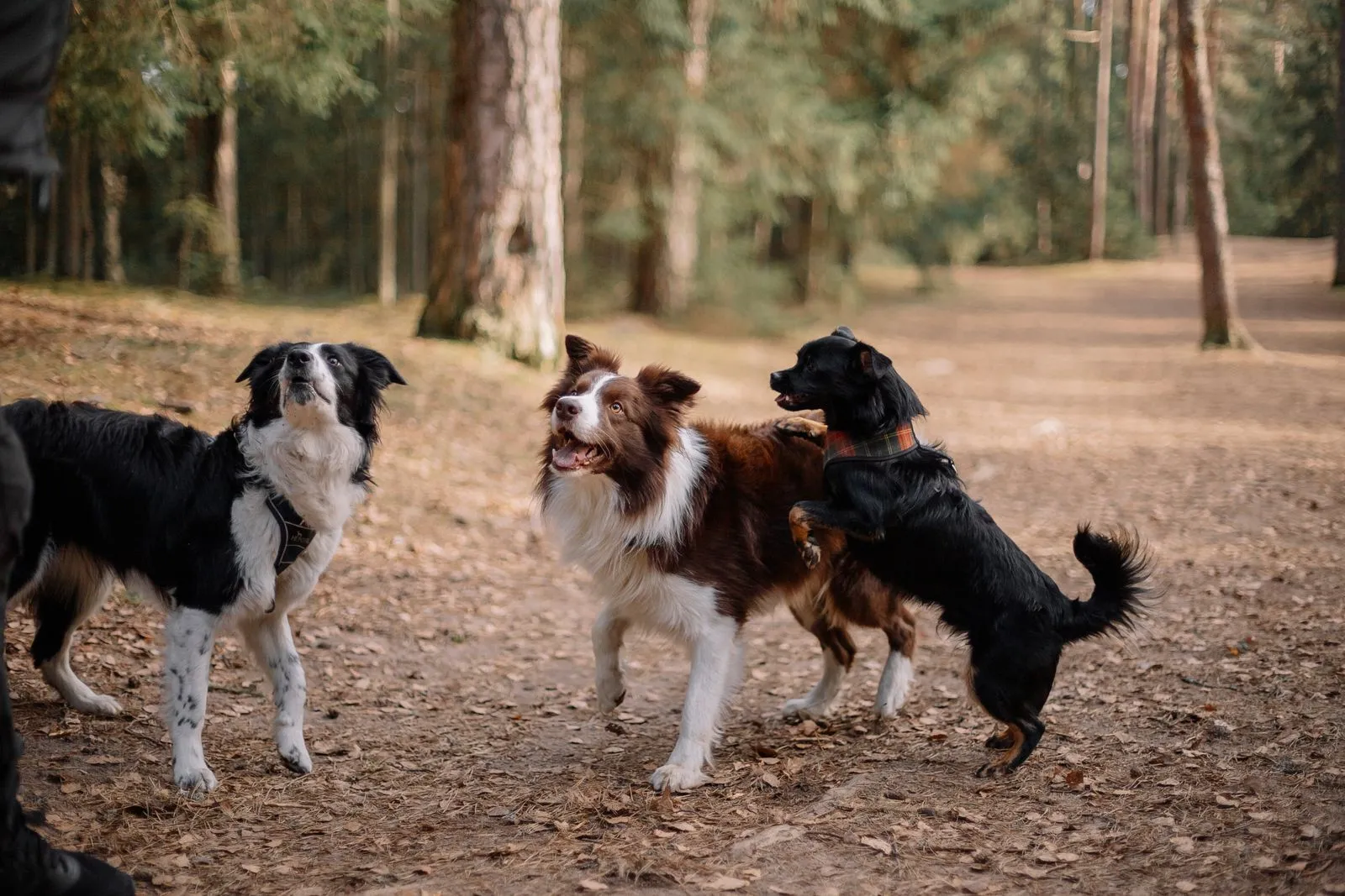 What Dogs Need After an Active Day